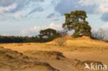 Scots Pine (Pinus sylvestris)