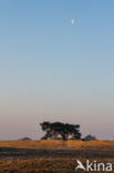 Scots Pine (Pinus sylvestris)