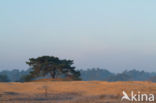 Scots Pine (Pinus sylvestris)