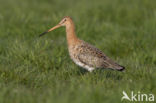 Grutto (Limosa limosa)