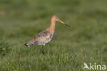 Grutto (Limosa limosa)