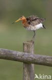 Grutto (Limosa limosa)