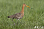 Grutto (Limosa limosa)