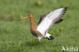 Grutto (Limosa limosa)