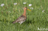 Black-tailed Godwit (Limosa limosa)