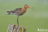 Black-tailed Godwit (Limosa limosa)