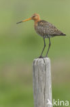 Black-tailed Godwit (Limosa limosa)