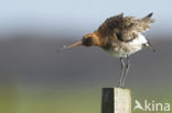 Black-tailed Godwit (Limosa limosa)