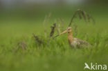 Black-tailed Godwit (Limosa limosa)