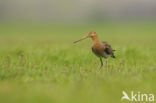 Black-tailed Godwit (Limosa limosa)