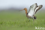 Grutto (Limosa limosa)