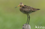 Black-tailed Godwit (Limosa limosa)