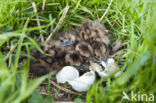 Grutto (Limosa limosa)