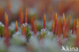 Haarmos (Polytrichum spec.)