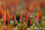 Haarmos (Polytrichum spec.)