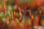 Haarmos (Polytrichum spec.)