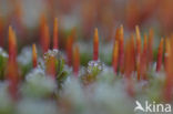 Haarmos (Polytrichum spec.)