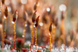 Haarmos (Polytrichum spec.)