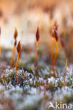 Haarmos (Polytrichum spec.)