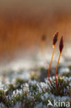 Haarmos (Polytrichum spec.)