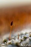 Haarmos (Polytrichum spec.)