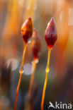 Haarmos (Polytrichum spec.)