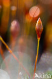 Haarmos (Polytrichum spec.)