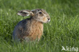 Brown Hare (Lepus europaeus)