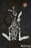 Haas (Lepus europaeus)