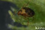 Haliplus immaculatus