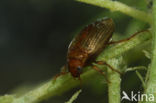 Haliplus mucronatus