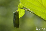 Hazel Leaf Roller (Apoderus coryli)