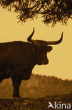 Heck cattle