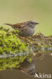 Heggemus (Prunella modularis)