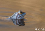 Moor Frog (Rana arvalis)