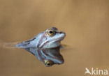 Moor Frog (Rana arvalis)