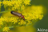 wharf borer (Nacerdes melanura)