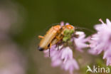 wharf borer (Nacerdes melanura)