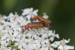 wharf borer (Nacerdes melanura)