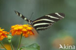 Heliconius charitonius