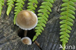 common bonnet (Mycena galericulata)
