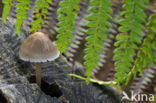 common bonnet (Mycena galericulata)