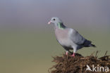 Stock Dove (Columba oenas)