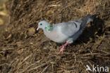 Stock Dove (Columba oenas)