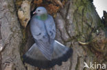 Holenduif (Columba oenas)