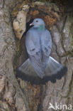 Stock Dove (Columba oenas)