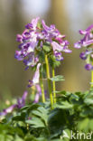 Corydalis cava + Corydalis solida