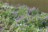 Corydalis cava + Corydalis solida