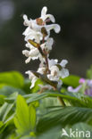 Corydalis cava + Corydalis solida