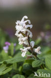 Holwortel + Vingerhelmbloem (Corydalis cava + Corydalis solida)